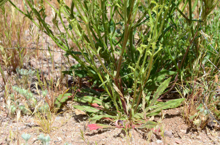 Chorizanthe brevicornu, Brittle Spineflower